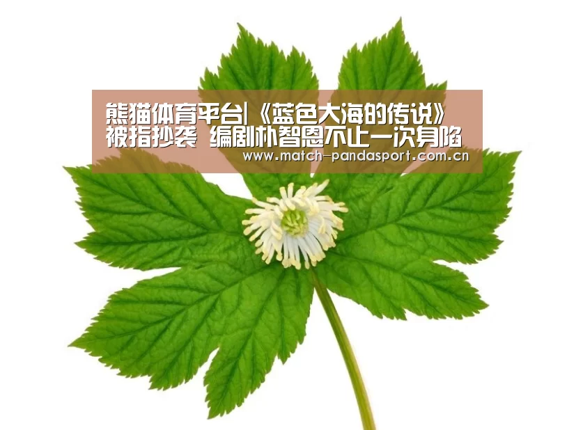 熊猫体育平台|《蓝色大海的传说》被指抄袭 编剧朴智恩不止一次身陷抄袭风波(图3) 体育API