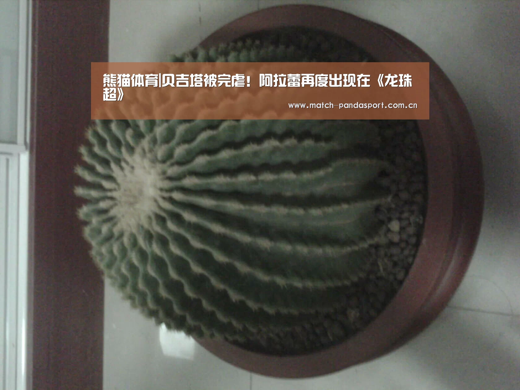 熊猫体育|贝吉塔被完虐!阿拉蕾再度出现在《龙珠超》(图1) 熊猫体育平台